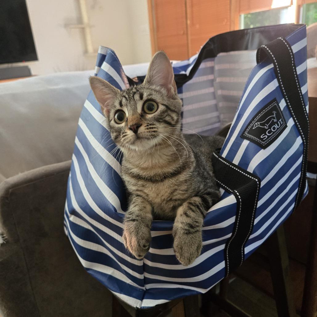 Phoenix, a Adoptable Domestic Short Hair in New Fairfield, CT image 2/6