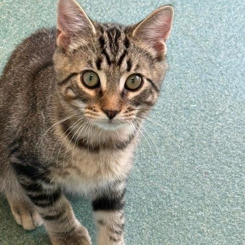 Phoenix, a Adoptable Domestic Short Hair in New Fairfield, CT image 3/6