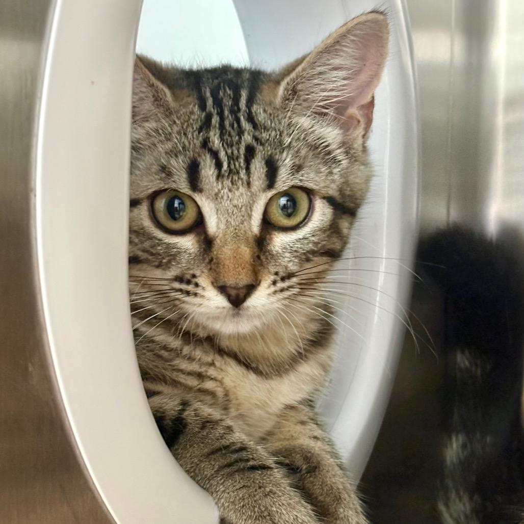 Phoenix, a Adoptable Domestic Short Hair in New Fairfield, CT image 3/6