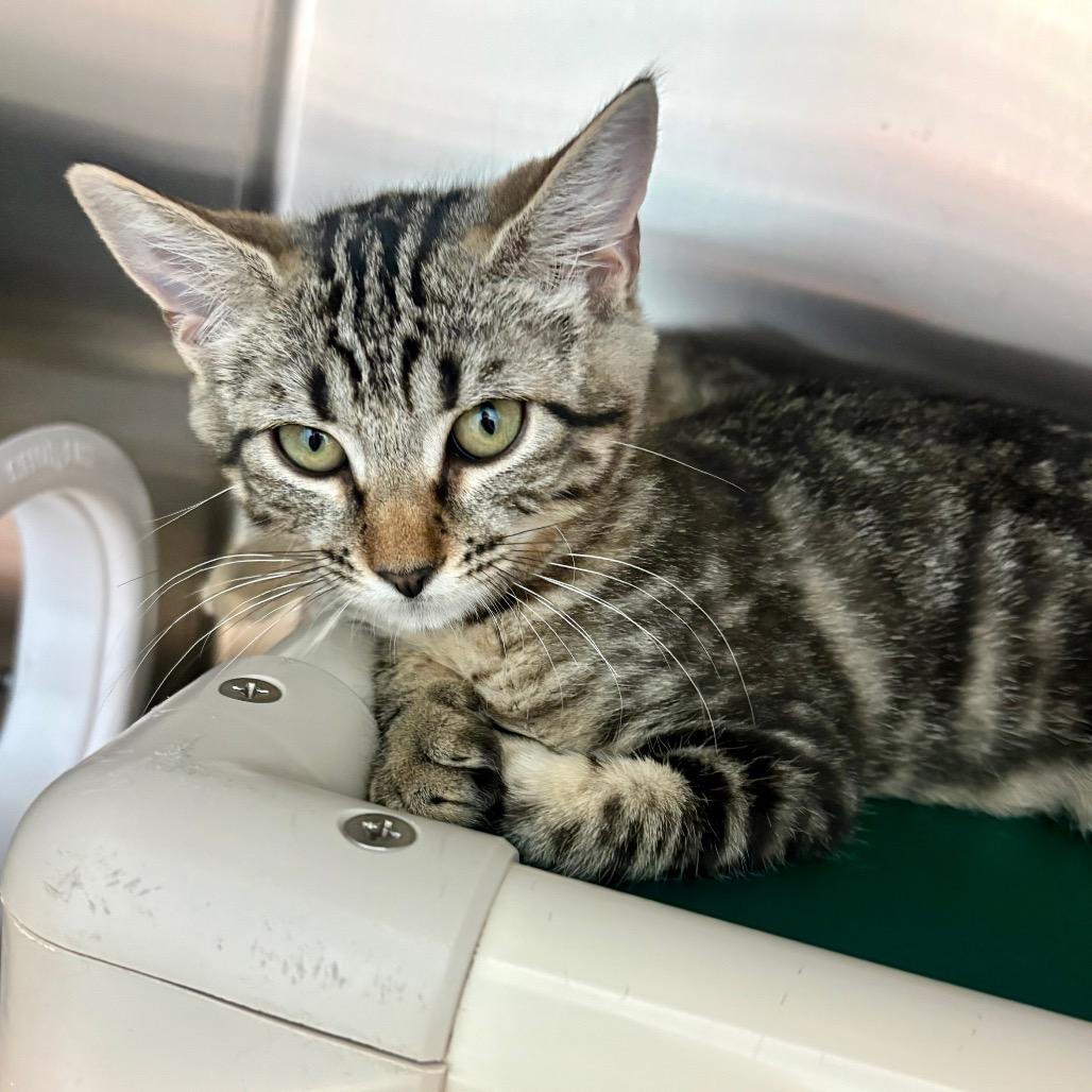 Phoenix, a Adoptable Domestic Short Hair in New Fairfield, CT image 4/6