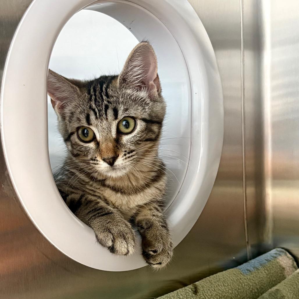 Phoenix, a Adoptable Domestic Short Hair in New Fairfield, CT image 6/6