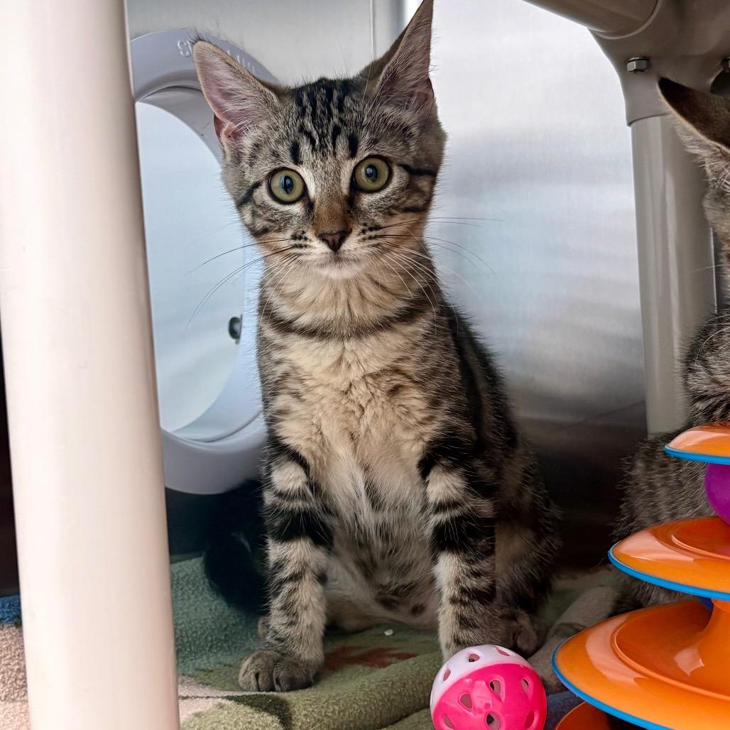 Phoenix, a Adoptable Domestic Short Hair in New Fairfield, CT image 6/6