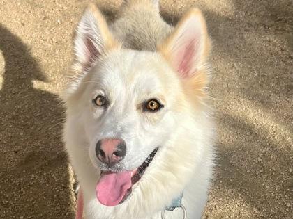 Maddy, adopted, Adult Female Mixed Breed.