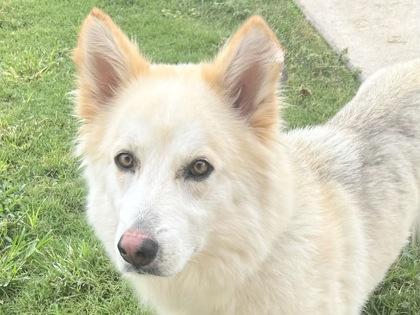 Maddy, an adopted Mixed Breed in Georgetown, TX image 2/3