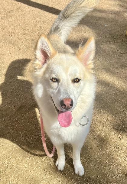 Maddy, an adopted Mixed Breed in Georgetown, TX image 3/3