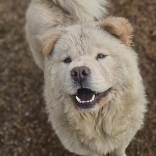 Huffle-Puff, adopted, Adult Female Chow Chow.