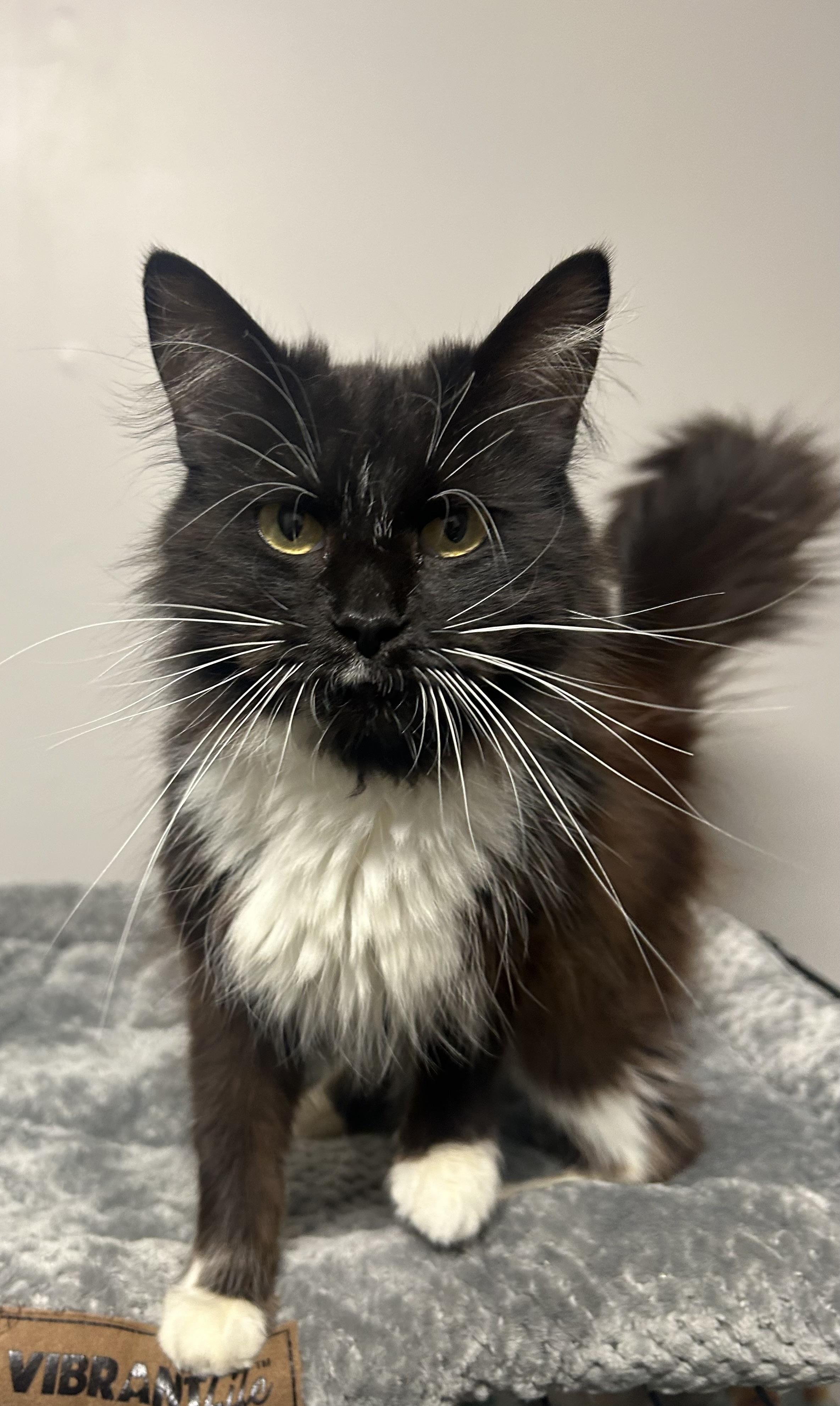 Beyonce, an adoptable Domestic Long Hair in Grove, OK_image-1