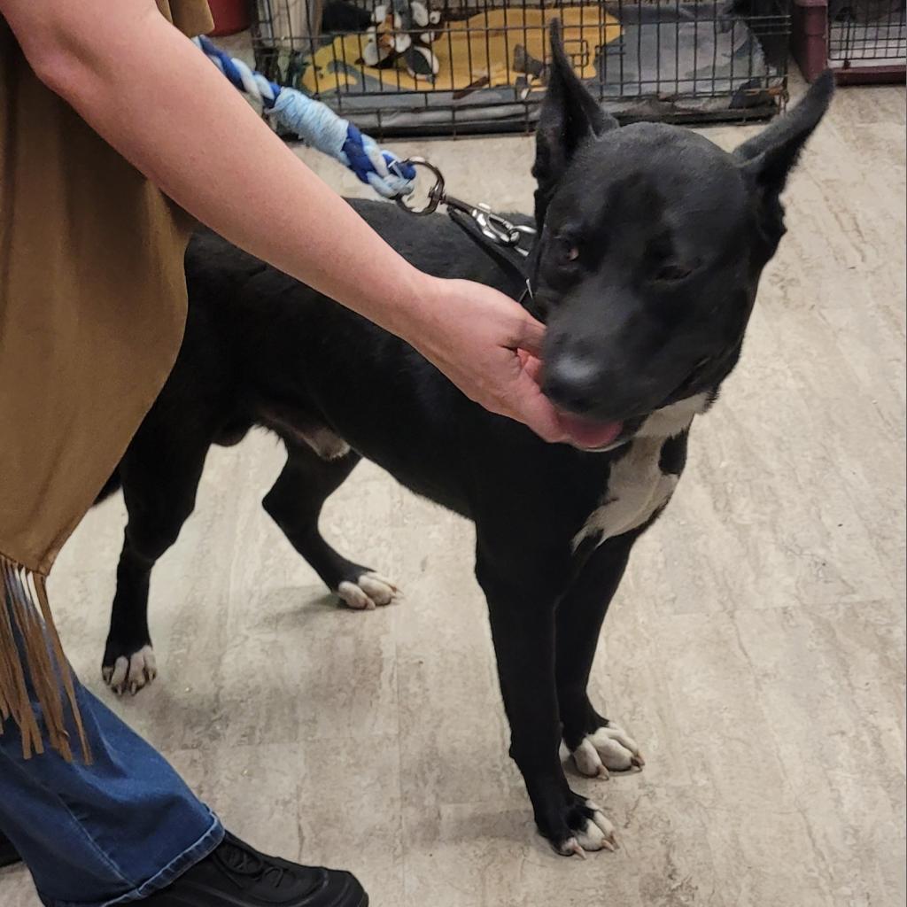 Enlarge Amoka, a Adoptable Mixed Breed in Hinesville, GA image 2/3