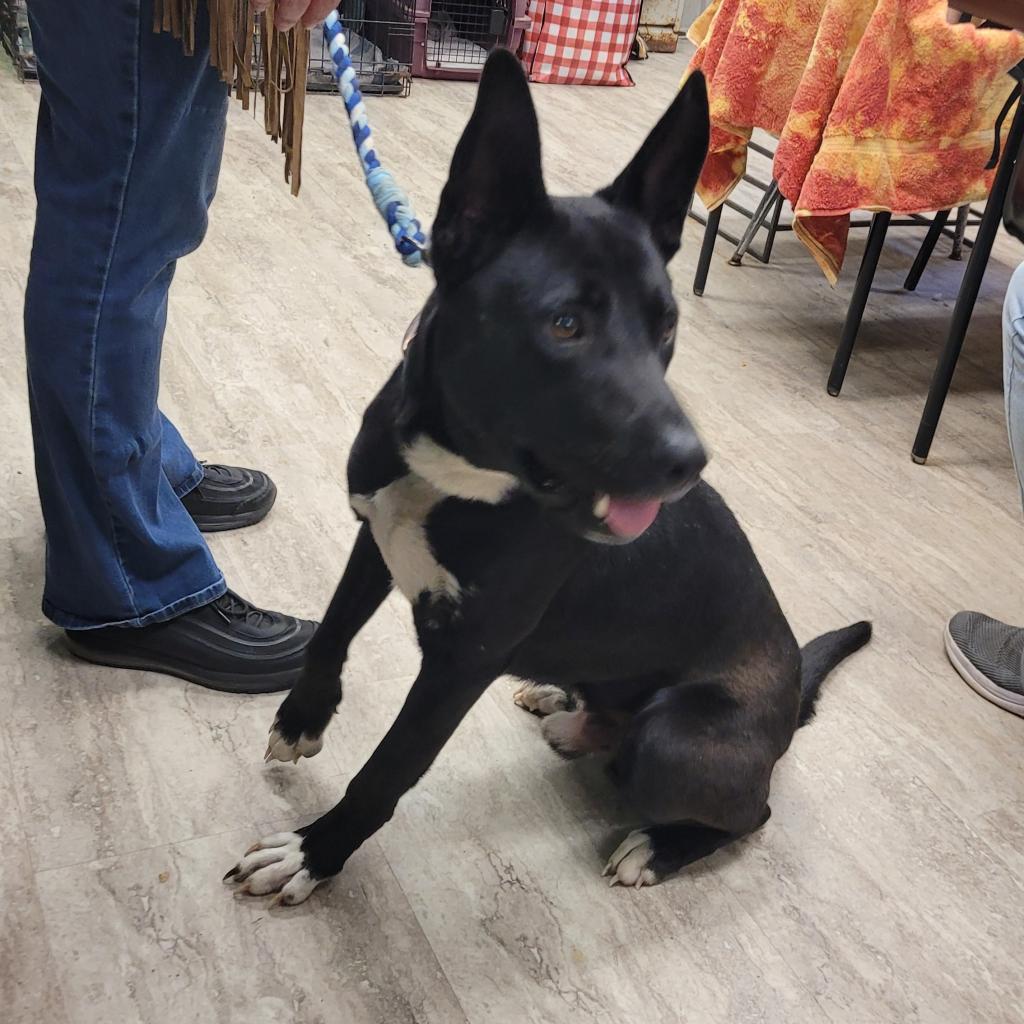 Enlarge Amoka, a Adoptable Mixed Breed in Hinesville, GA image 3/3