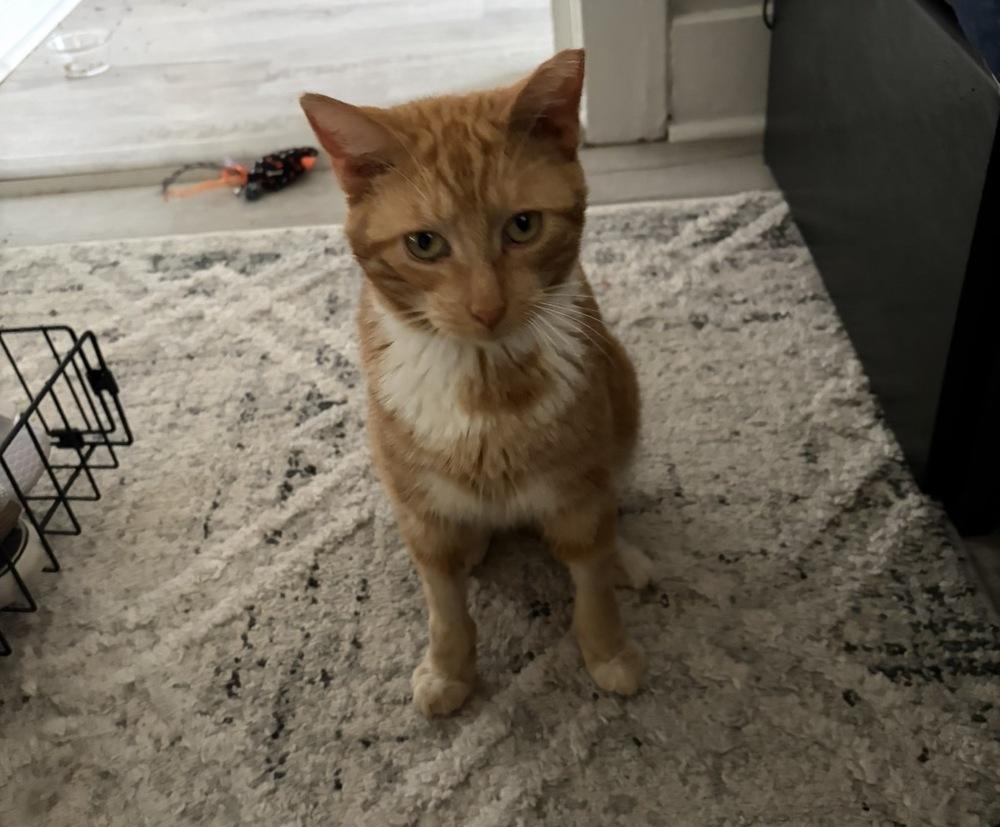 Biscuit, Adoptable, Adult Male Tabby.