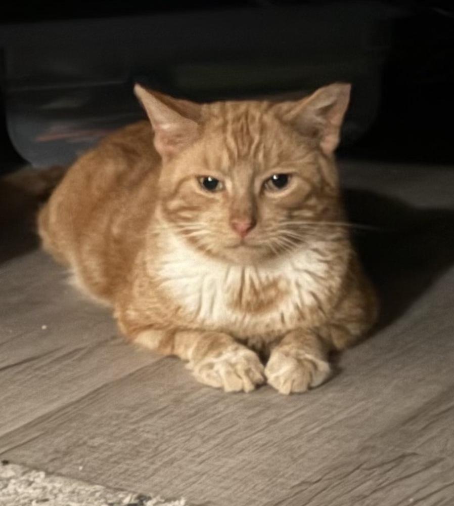 Biscuit, a Adoptable Tabby in Springdale, PA image 2/6