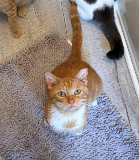 Biscuit, a Adoptable Tabby in Springdale, PA image 3/6