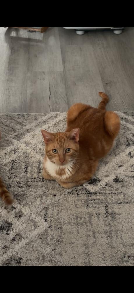 Biscuit, a Adoptable Tabby in Springdale, PA image 4/6