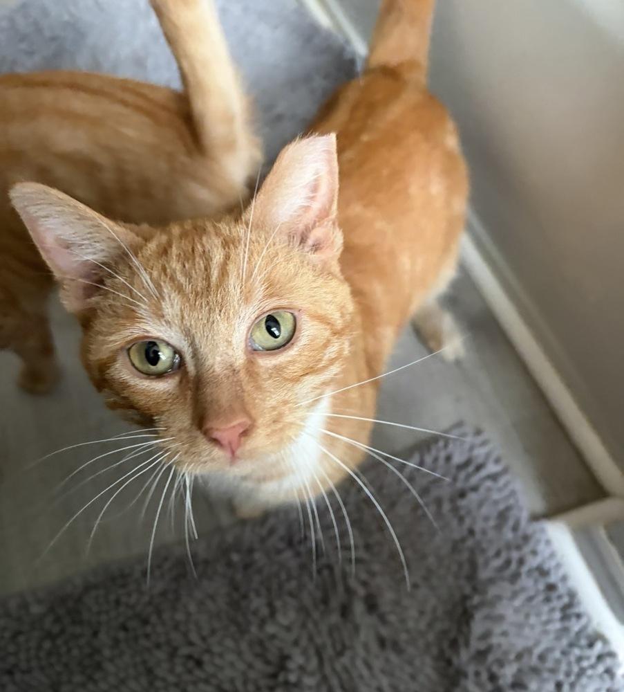 Biscuit, a Adoptable Tabby in Springdale, PA image 6/6