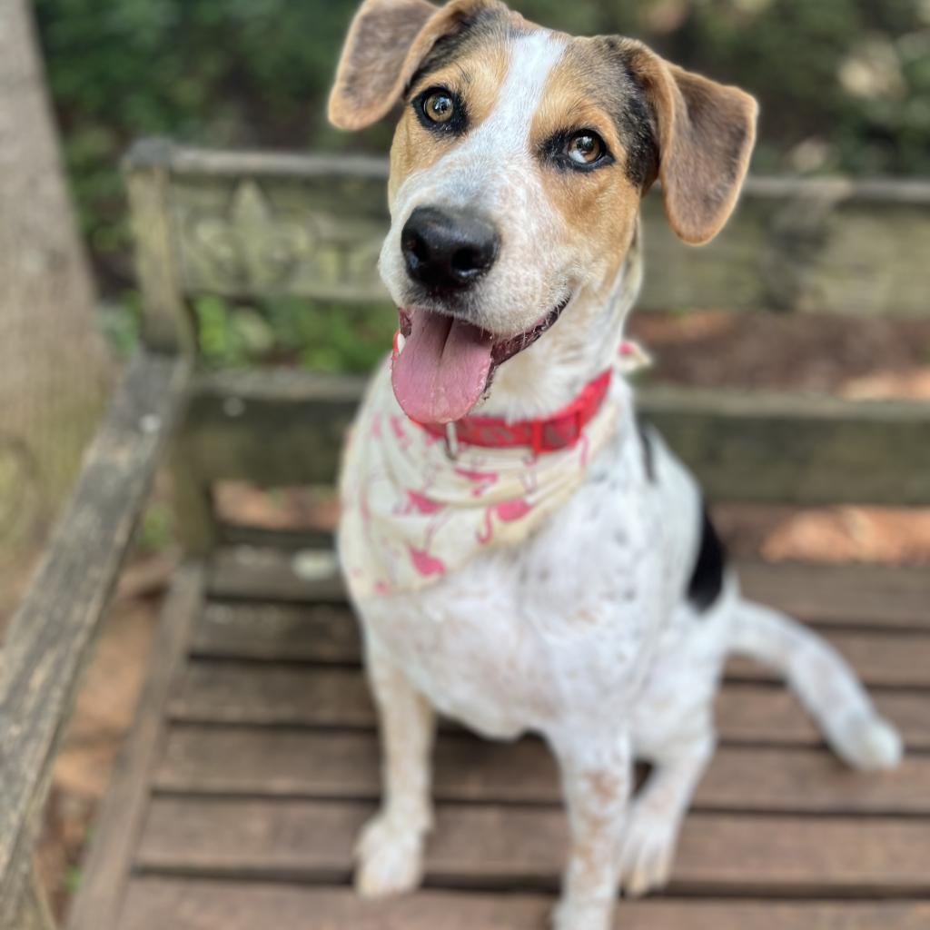 Enlarge Marigold, a Adoptable Treeing Walker Coonhound in Sherwood, OR image 2/6