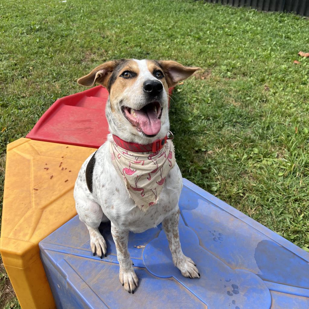 Enlarge Marigold, a Adoptable Treeing Walker Coonhound in Sherwood, OR image 3/6