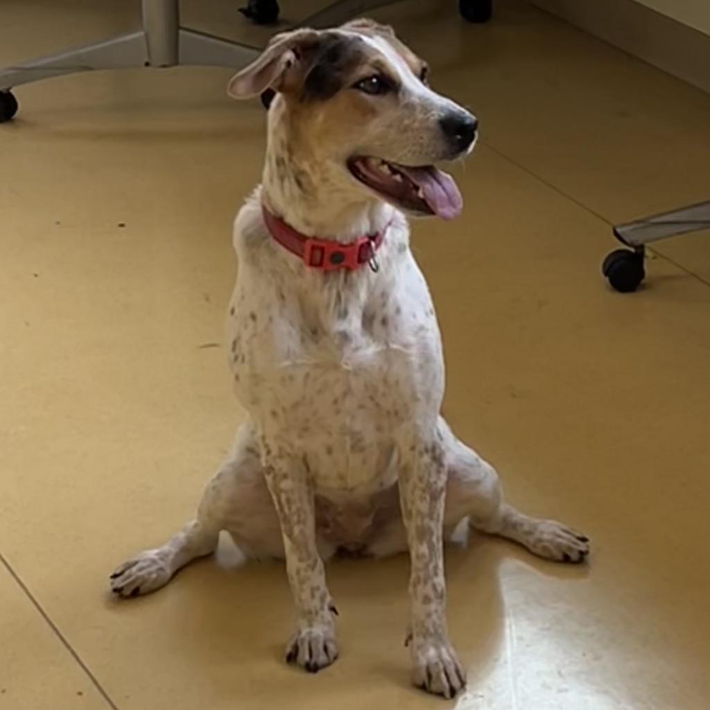 Enlarge Marigold, a Adoptable Treeing Walker Coonhound in Sherwood, OR image 4/6