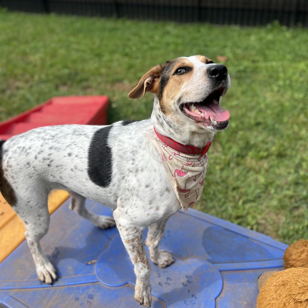 Enlarge Marigold, a Adoptable Treeing Walker Coonhound in Sherwood, OR image 5/6