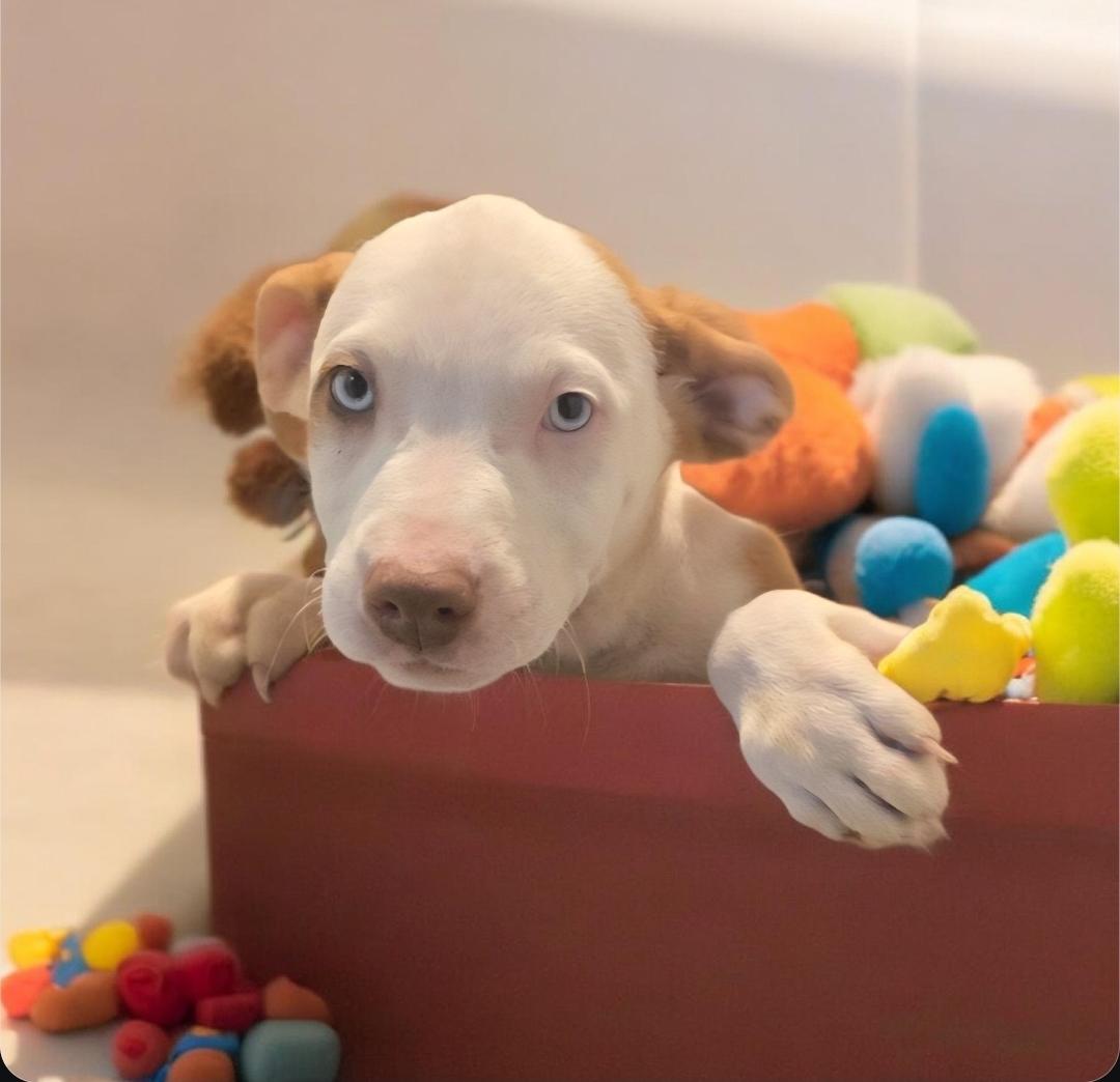 Toby, Adoptable, Puppy Male Catahoula Leopard Dog.