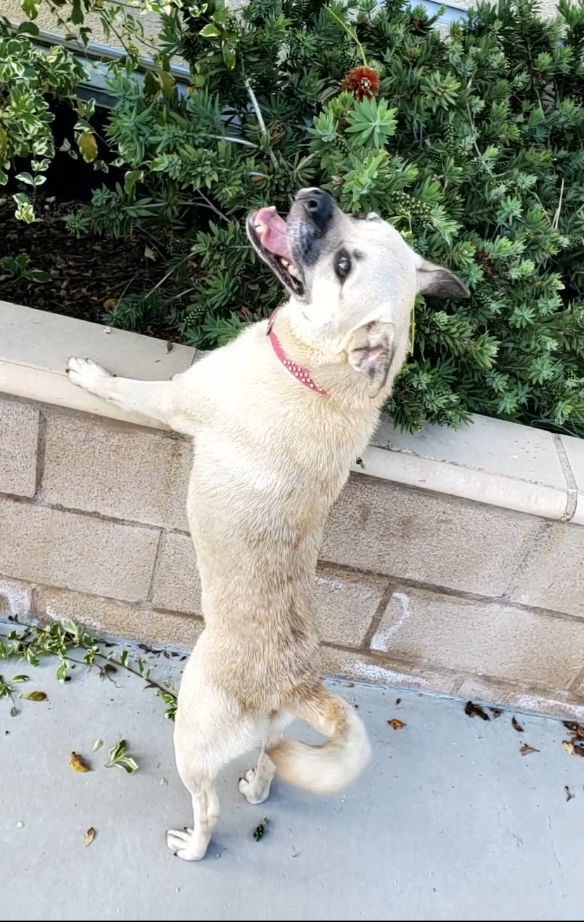 Dog for adoption Princess Cinderella, pug lab!, a Pug & Labrador