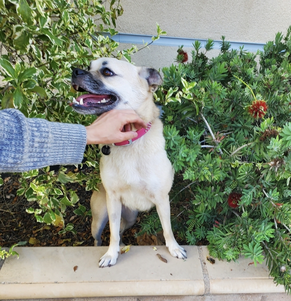 Dog for adoption Princess Cinderella, pug lab!, a Pug & Labrador