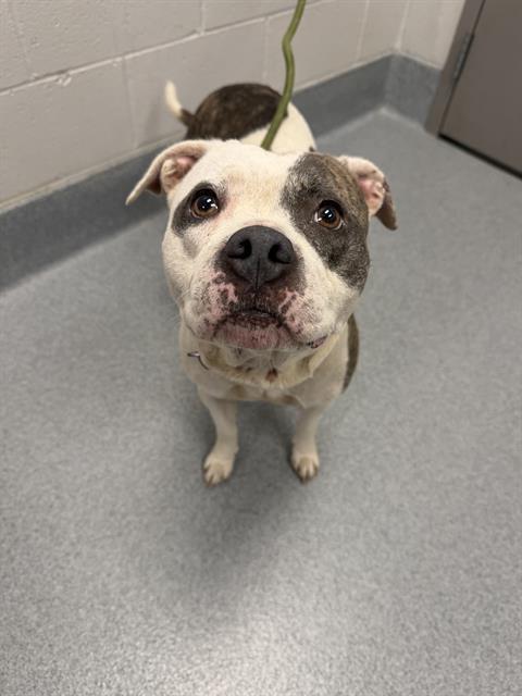 MOLLY, Adoptable, Adult Female American Bulldog & Mixed Breed.