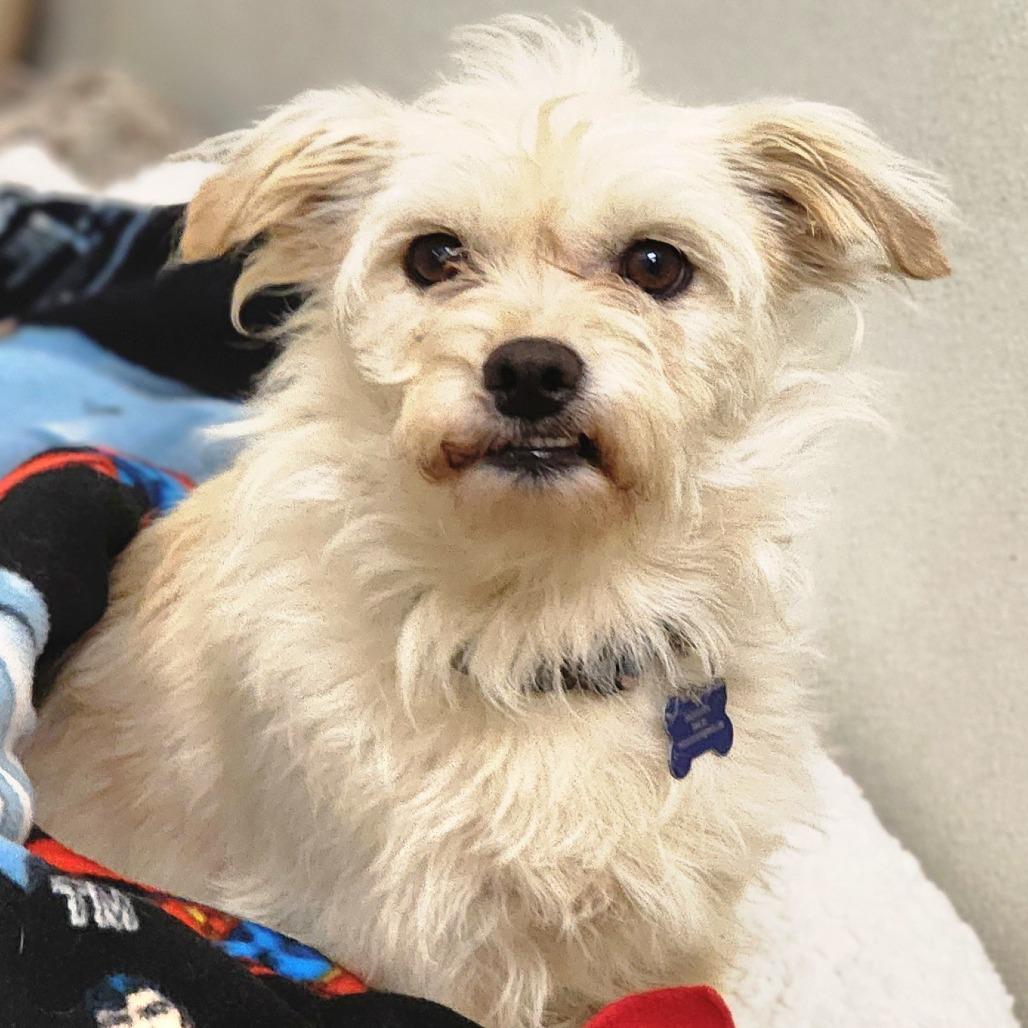 Enlarge Gandalf - Chino Hills Location, a Adoptable mixed breed in Chino Hills, CA image 1/6