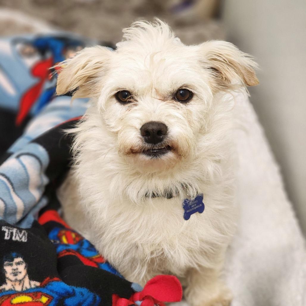 Enlarge Gandalf - Chino Hills Location, a Adoptable mixed breed in Chino Hills, CA image 2/6