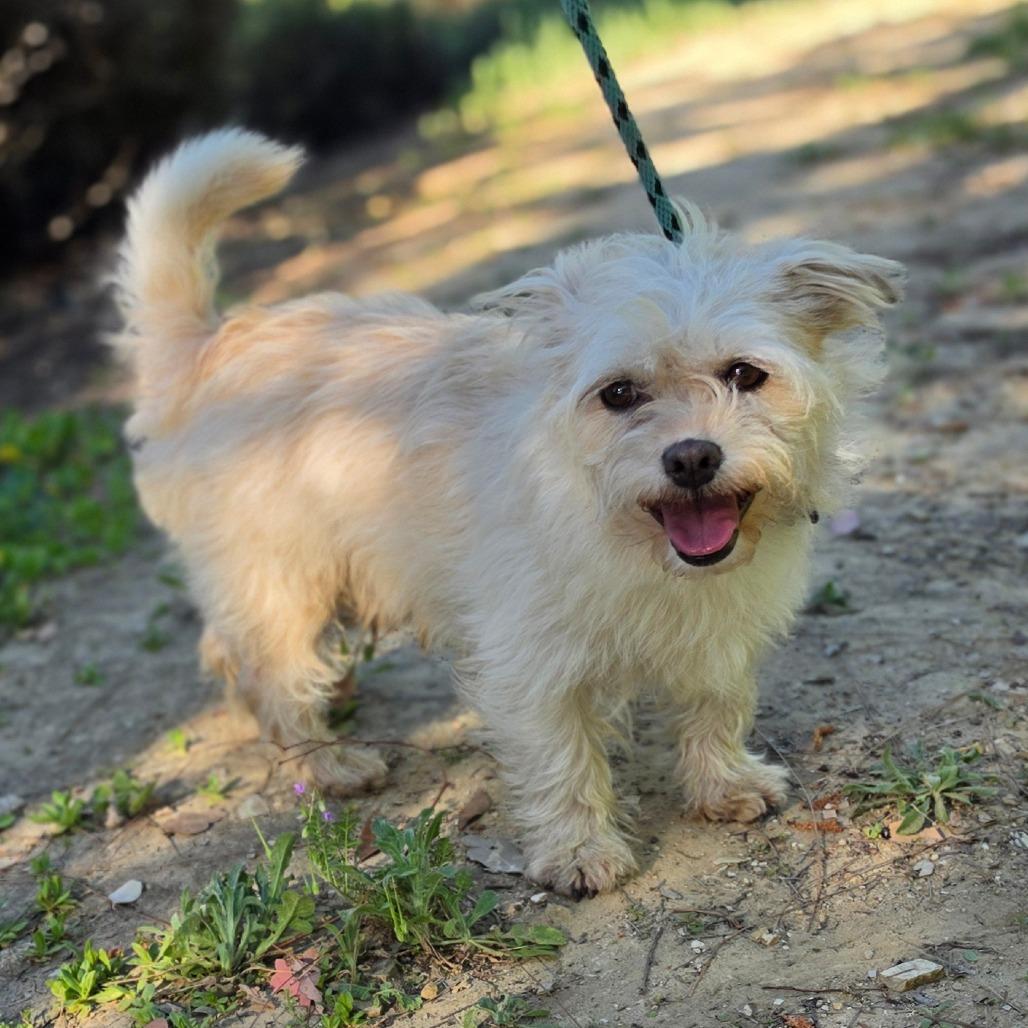 Enlarge Gandalf - Chino Hills Location, a Adoptable mixed breed in Chino Hills, CA image 3/6