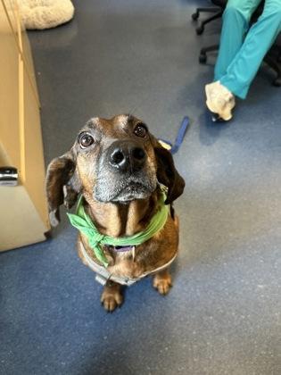 Dr. Pupper, a Adoptable mixed breed in King William, VA image 1/3