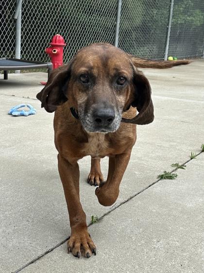 Dr. Pupper, a Adoptable mixed breed in King William, VA image 2/3