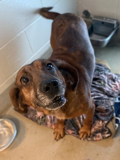 Dr. Pupper, a Adoptable mixed breed in King William, VA image 3/3