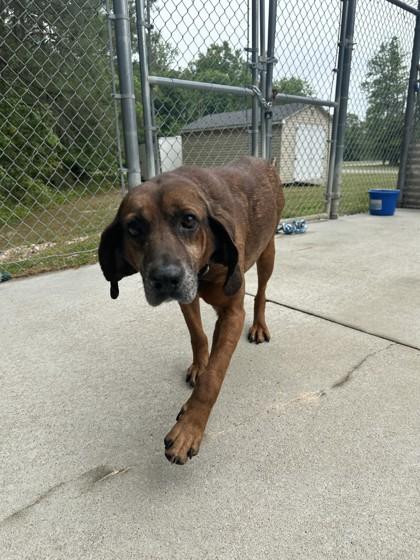 Dr. Pupper, a Adoptable mixed breed in King William, VA image 3/3
