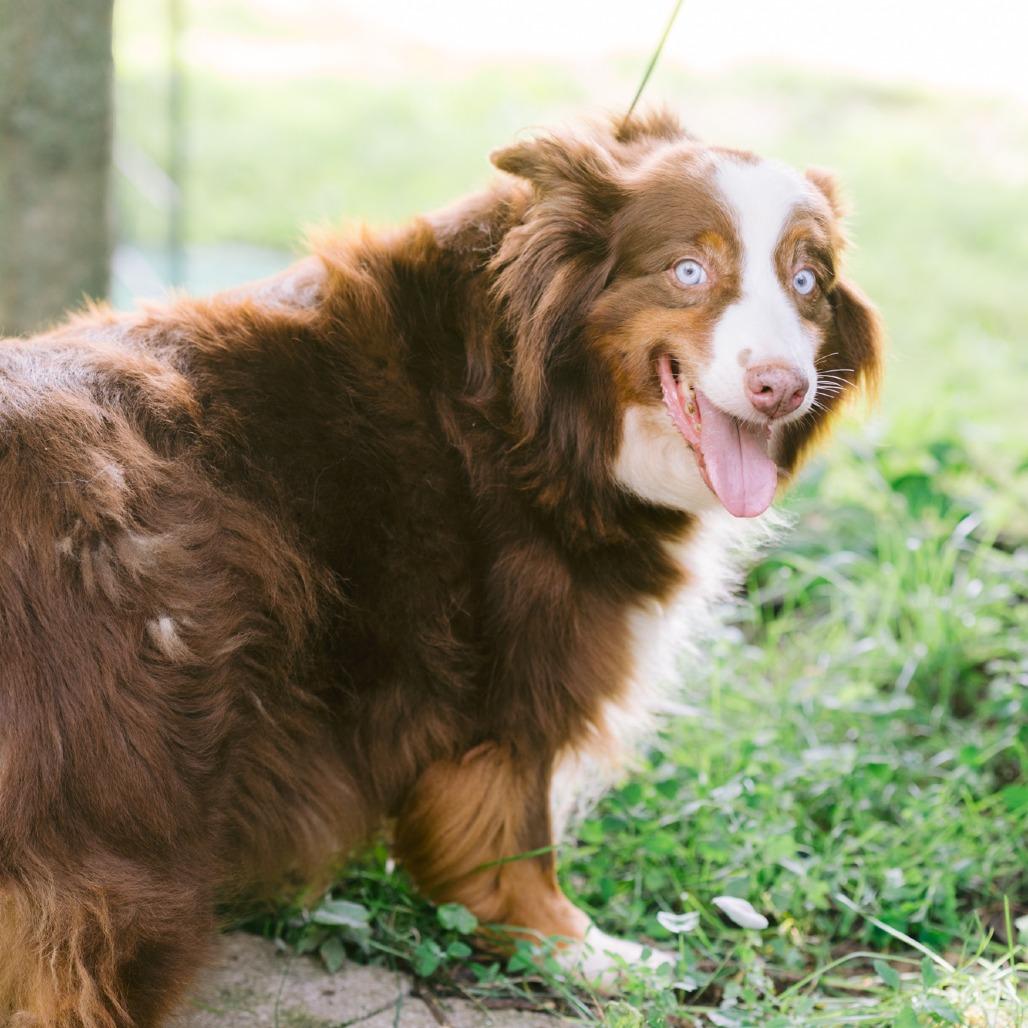 Janie, a ADOPTABLE Australian Shepherd in Zionsville, IN image 1/3