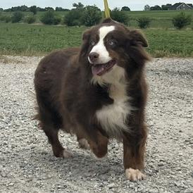 Janie, a ADOPTABLE Australian Shepherd in Zionsville, IN image 3/3
