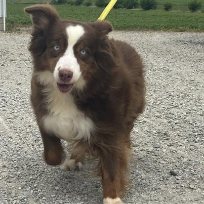 Janie, a ADOPTABLE Australian Shepherd in Zionsville, IN image 2/3