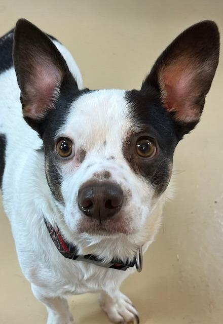 Syrus, Adoptable, Adult Male Boston Terrier & Chihuahua.