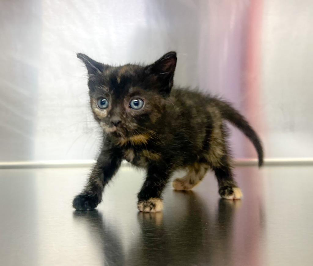 Miss Sheryl (Dottie), Adoptable, Kitten Female Domestic Short Hair.