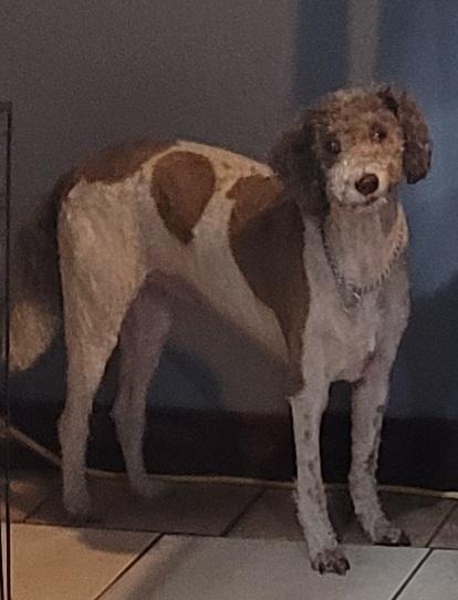 Sadie, Adoptable, Senior Female Labradoodle.