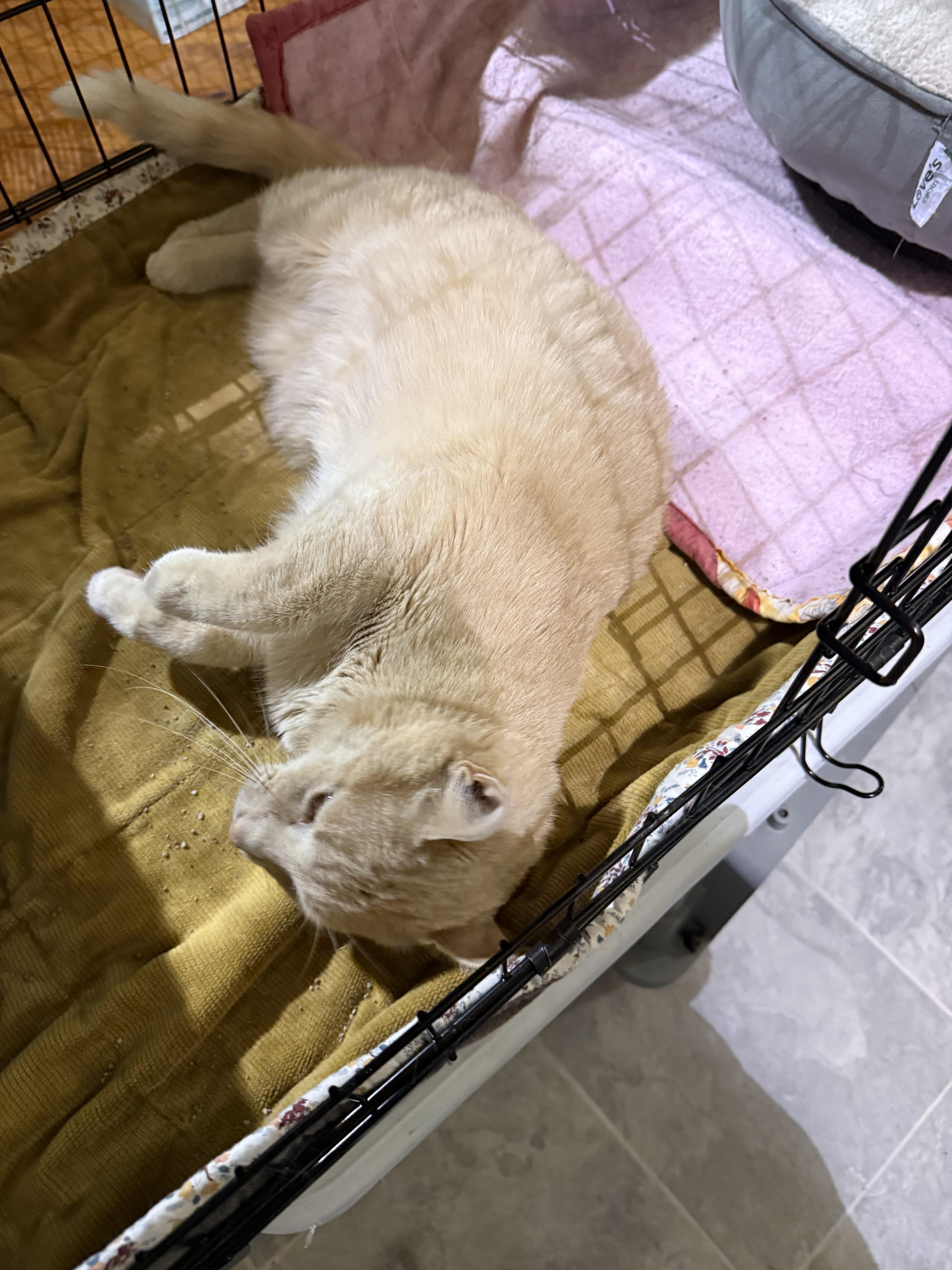 Enlarge MILO, an adoptable Domestic Short Hair in Lake Ozark, MO image 4/4