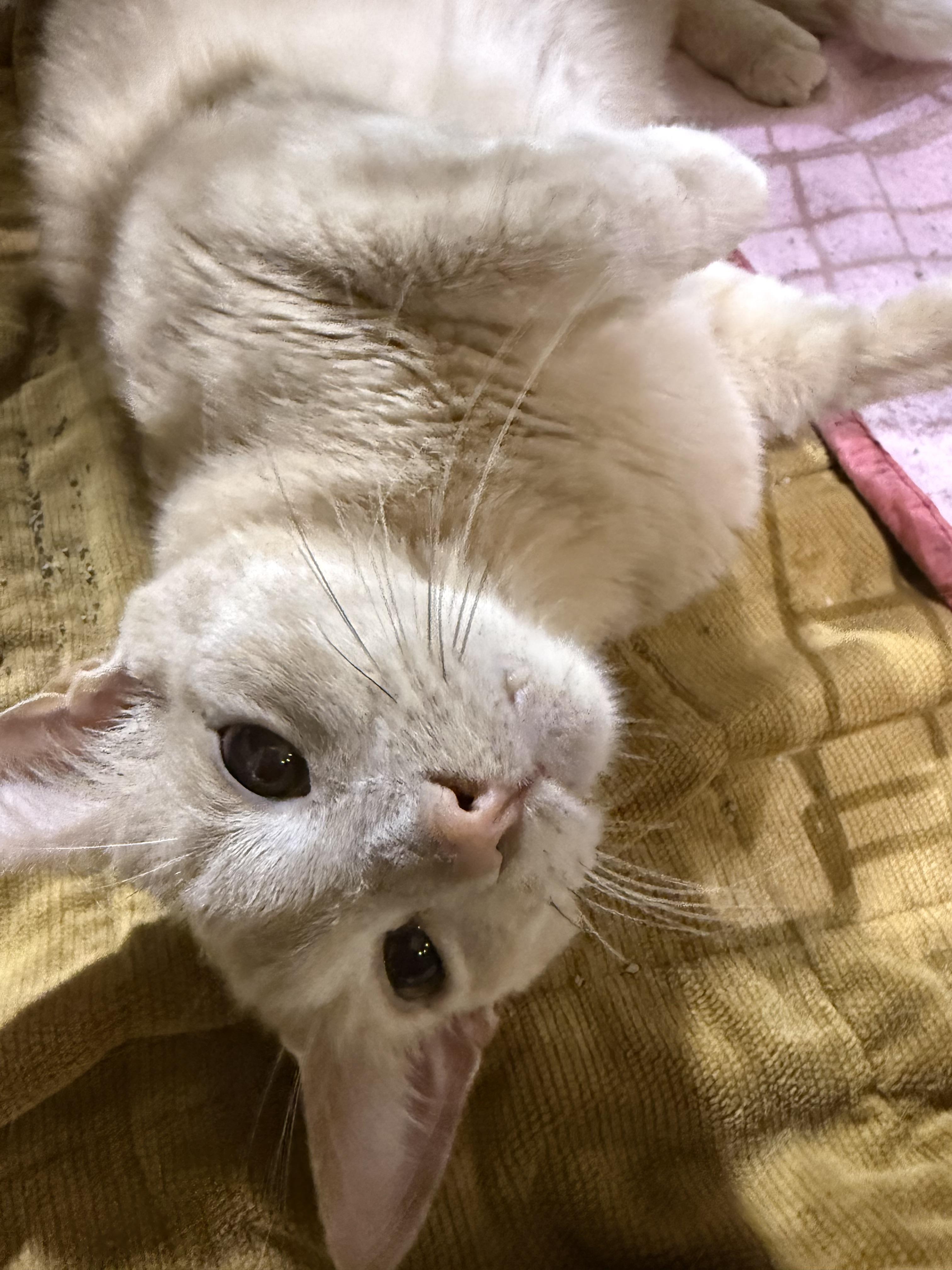 Enlarge MILO, an adoptable Domestic Short Hair in Lake Ozark, MO image 3/4