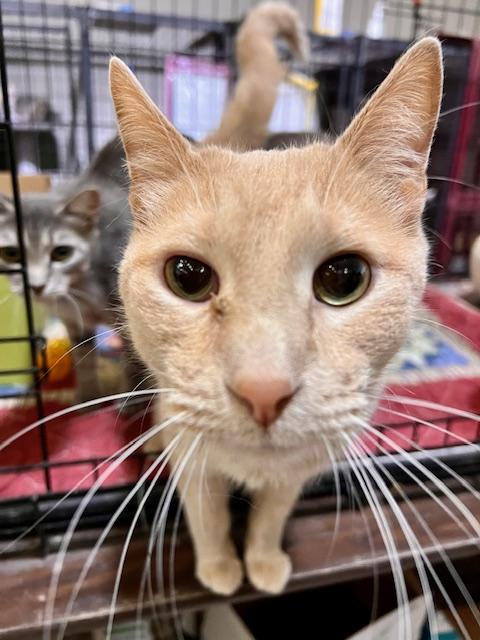 MILO, Adoptable, Adult Male Domestic Short Hair.