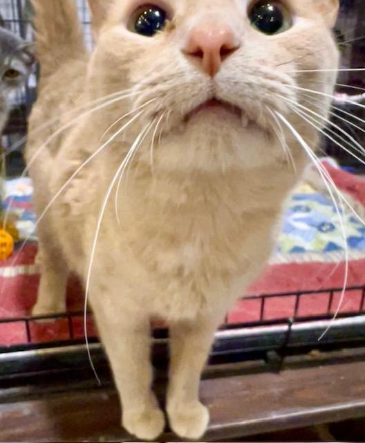 Enlarge MILO, a Adoptable Domestic Short Hair in Lake Ozark, MO image 2/2