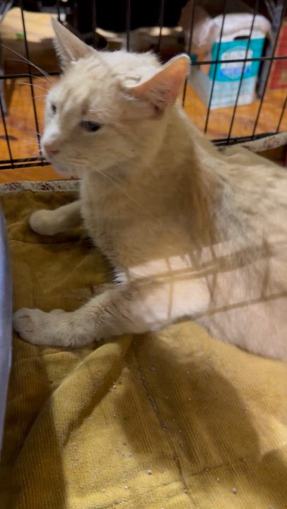 Enlarge MILO, an adoptable Domestic Short Hair in Lake Ozark, MO video 2/4