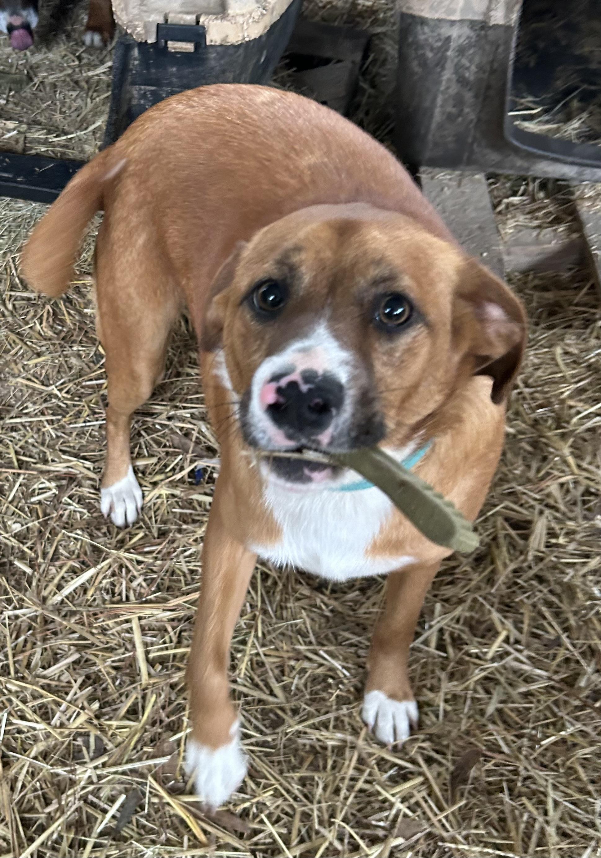 Larry, adopted, Adult Male Pembroke Welsh Corgi.