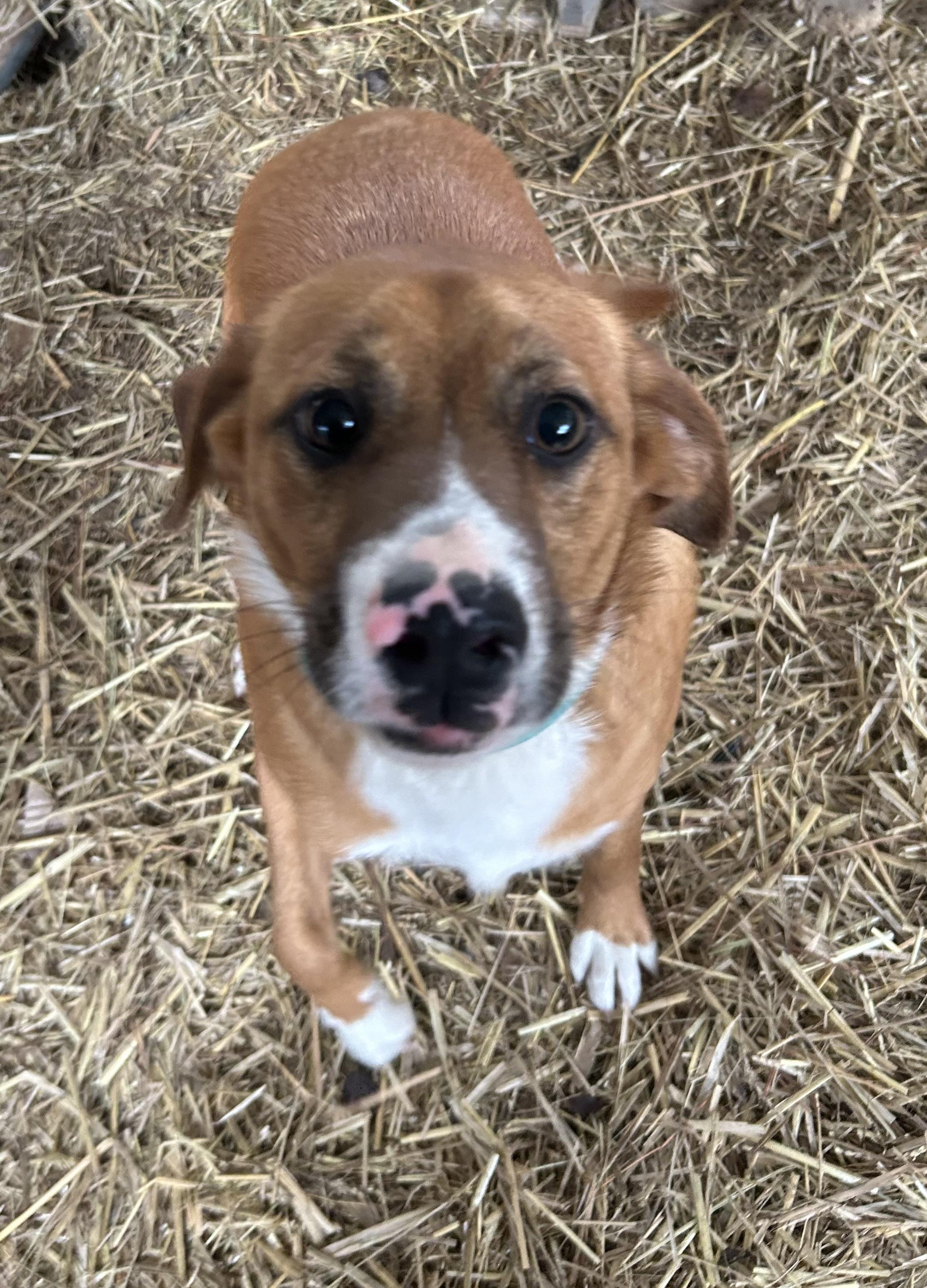 Enlarge Larry, an adopted mixed breed in Pine Bluff, AR image 2/3