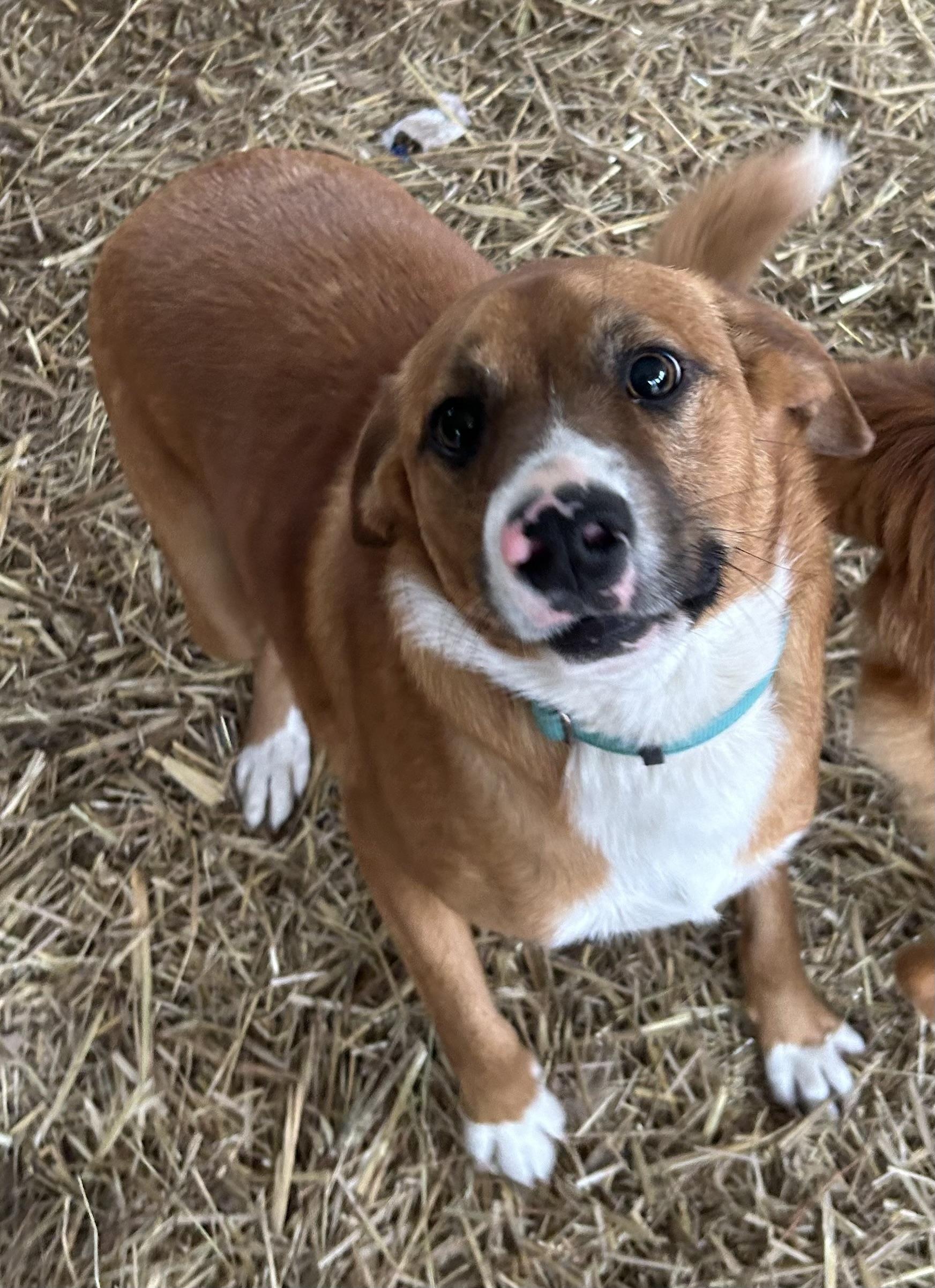 Enlarge Larry, an adopted mixed breed in Pine Bluff, AR image 3/3