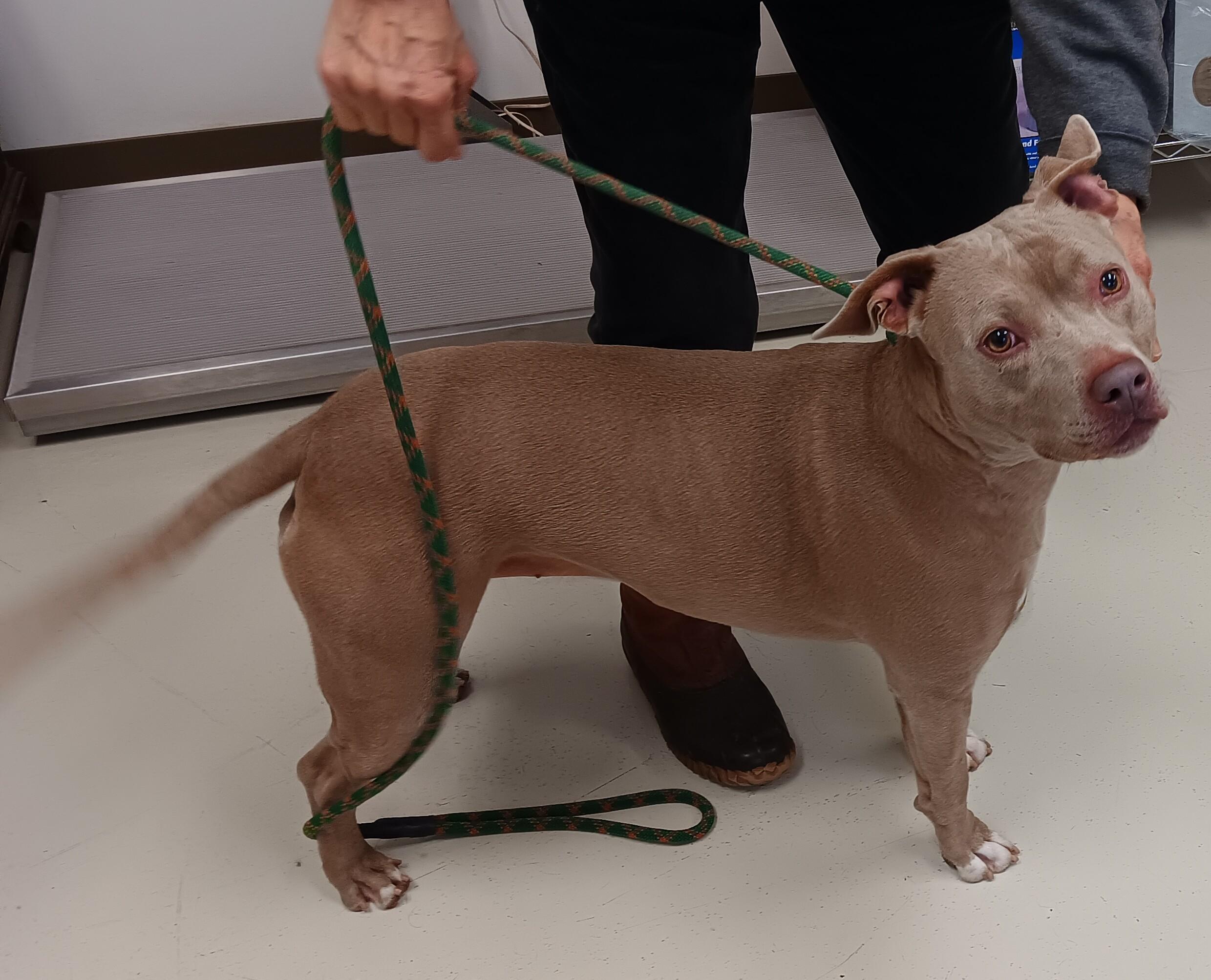 Harley (Kailee), a Adoptable mixed breed in Springfield, OH image 2/2