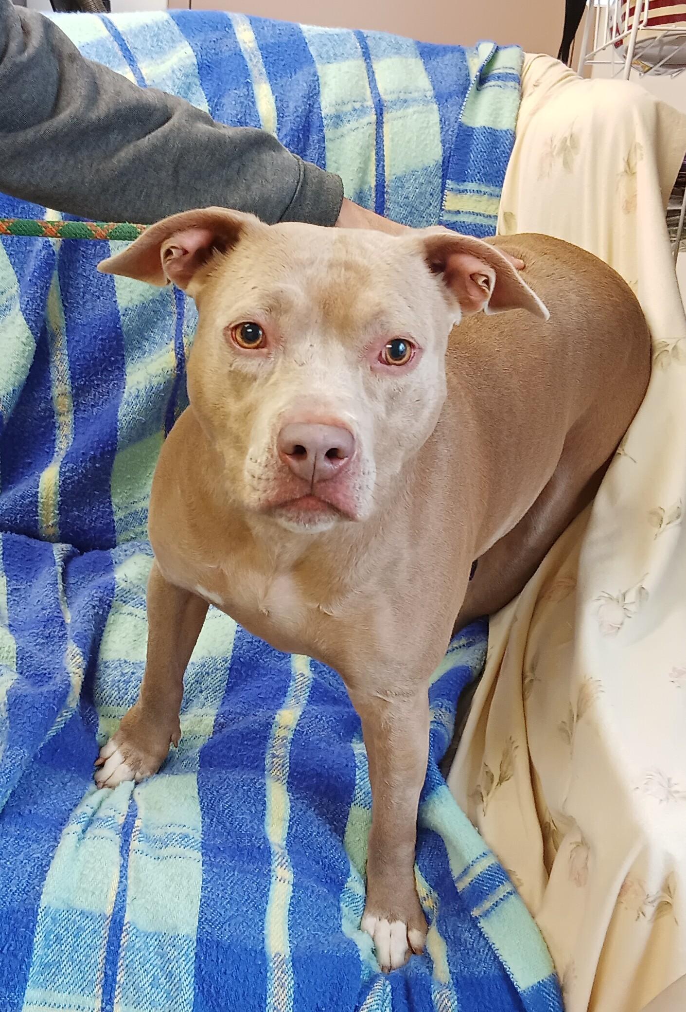 Harley (Kailee), a Adoptable mixed breed in Springfield, OH image 1/2