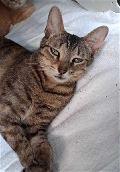 CHALUPA, Adoptable, Young Female Domestic Short Hair.